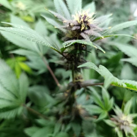 Purple punch EJDM #2 growlog timeline photo