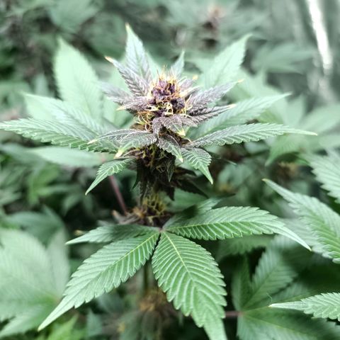 Purple punch EJDM #2 growlog timeline photo