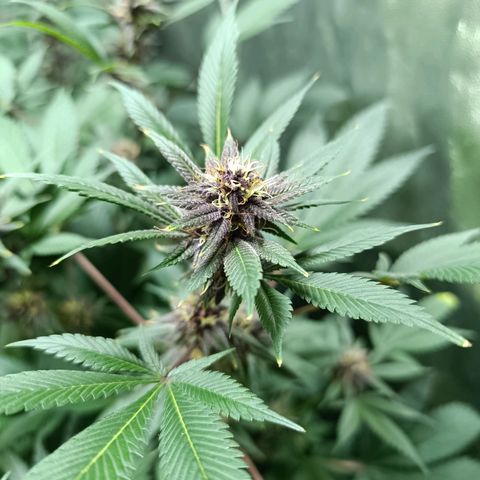 Purple punch EJDM #2 growlog timeline photo