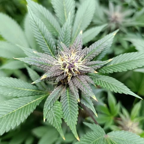 Purple punch EJDM #2 growlog timeline photo