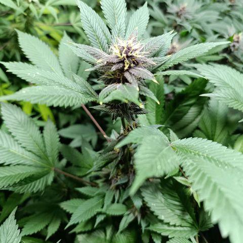 Purple punch EJDM #2 growlog timeline photo