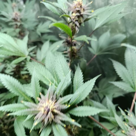 Purple punch EJDM #2 growlog timeline photo