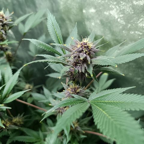 Purple punch EJDM #2 growlog timeline photo