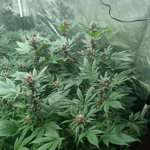 Purple punch EJDM #2 growlog timeline photo