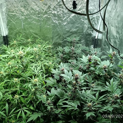 Purple punch EJDM #2 growlog timeline photo