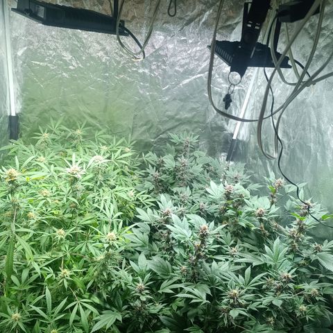 Purple punch EJDM #2 growlog timeline photo