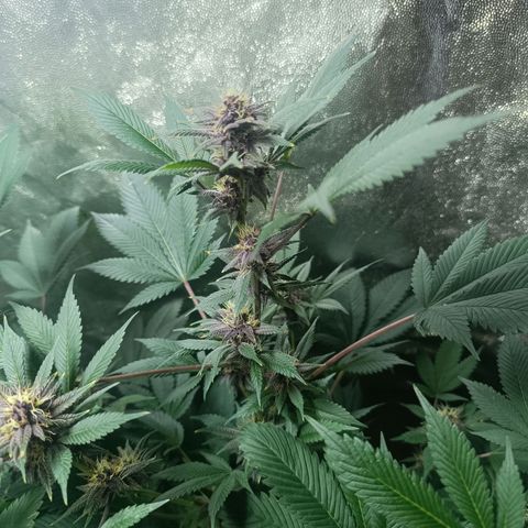 Purple punch EJDM #2 growlog timeline photo