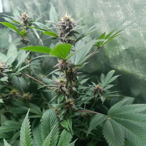 Purple punch EJDM #2 growlog timeline photo