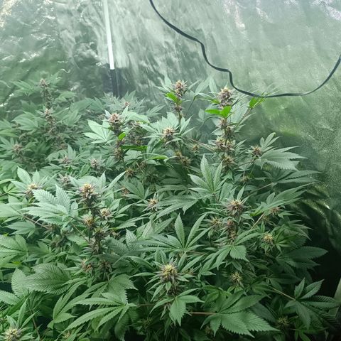 Purple punch EJDM #2 growlog timeline photo