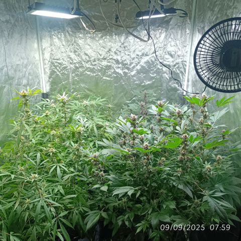 Purple punch EJDM #2 growlog timeline photo