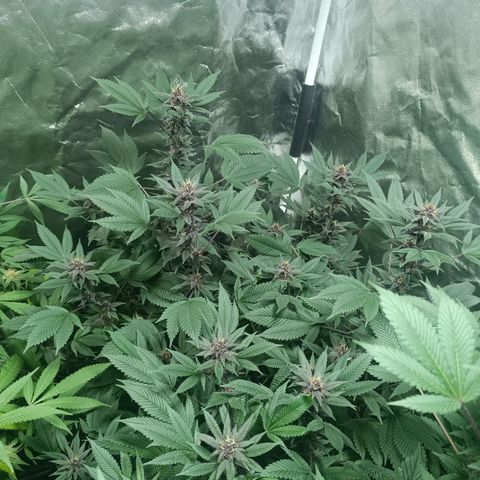 Purple punch EJDM #2 growlog timeline photo