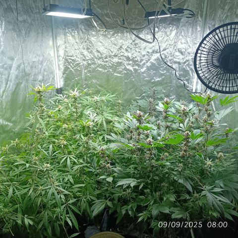 Purple punch EJDM #2 growlog timeline photo
