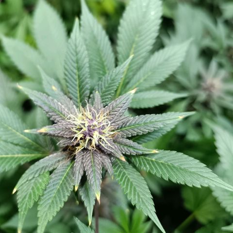 Purple punch EJDM #2 growlog timeline photo