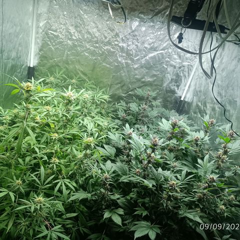 Purple punch EJDM #2 growlog timeline photo