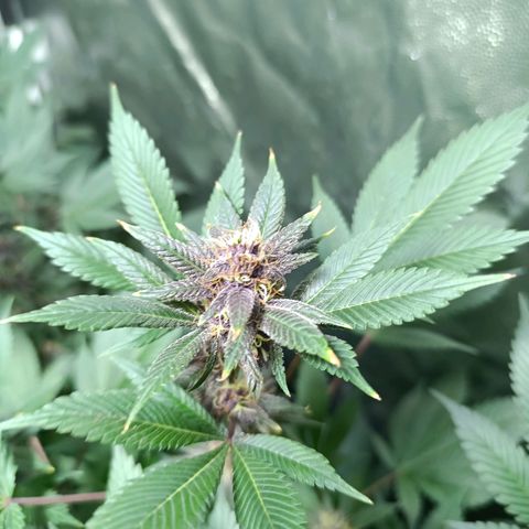 Purple punch EJDM #2 growlog timeline photo