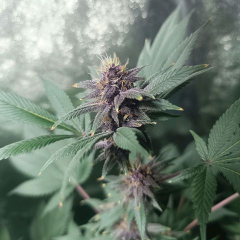 Purple punch EJDM #2 growlog timeline photo