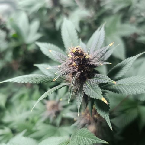 Purple punch EJDM #2 growlog timeline photo