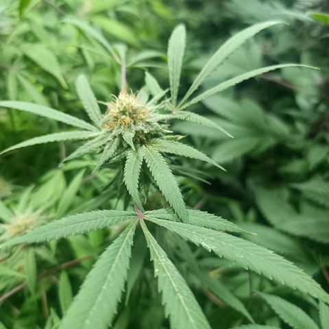 Purple punch EJDM #2 growlog timeline photo