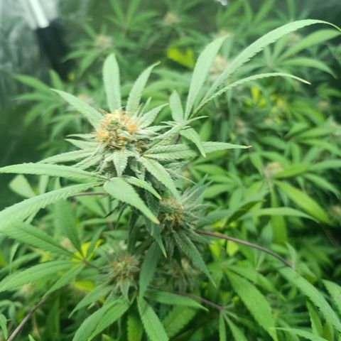 Purple punch EJDM #2 growlog timeline photo