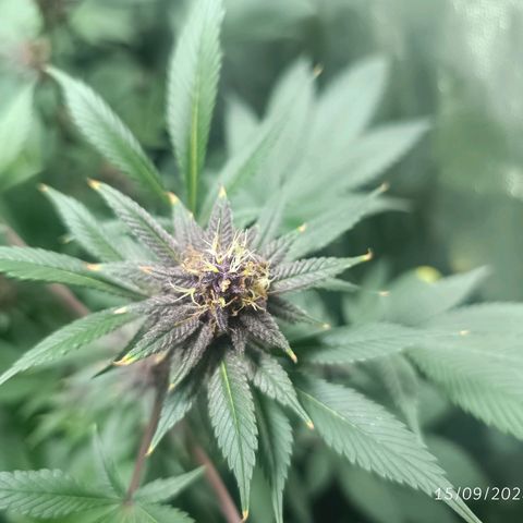 Purple punch EJDM #2 growlog timeline photo