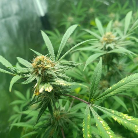 Purple punch EJDM #2 growlog timeline photo