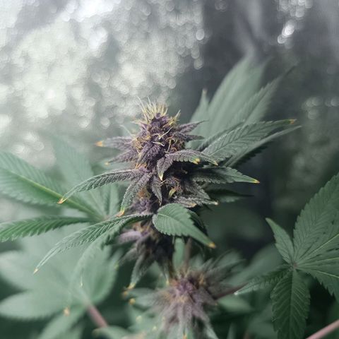 Purple punch EJDM #2 growlog timeline photo