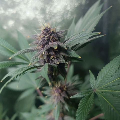 Purple punch EJDM #2 growlog timeline photo