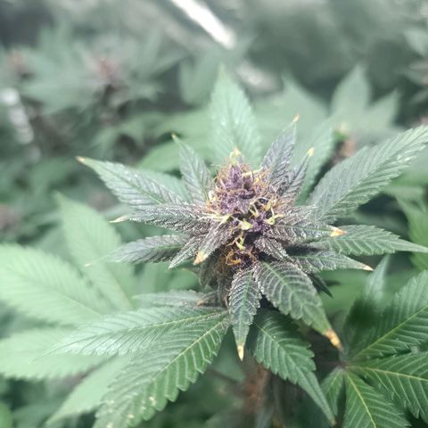 Purple punch EJDM #2 growlog timeline photo