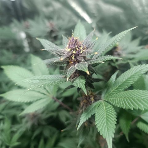 Purple punch EJDM #2 growlog timeline photo