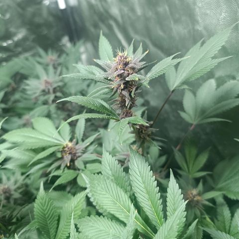 Purple punch EJDM #2 growlog timeline photo