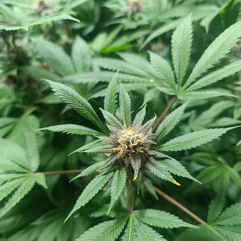 Purple punch EJDM #2 growlog timeline photo