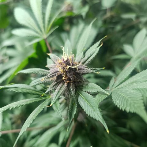Purple punch EJDM #2 growlog timeline photo
