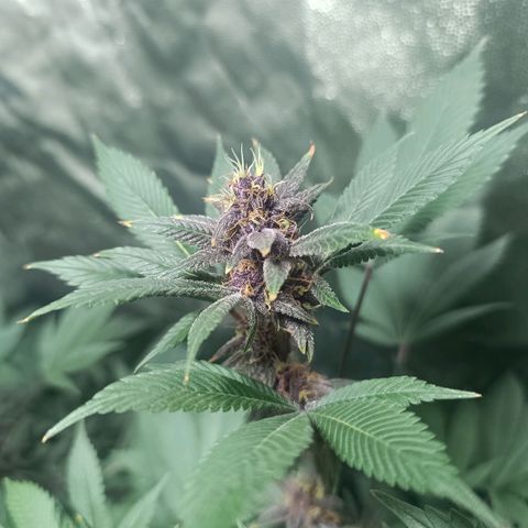 Purple punch EJDM #2 growlog timeline photo