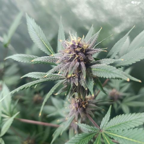 Purple punch EJDM #2 growlog timeline photo