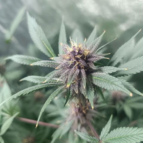 Purple punch EJDM #2 growlog timeline photo