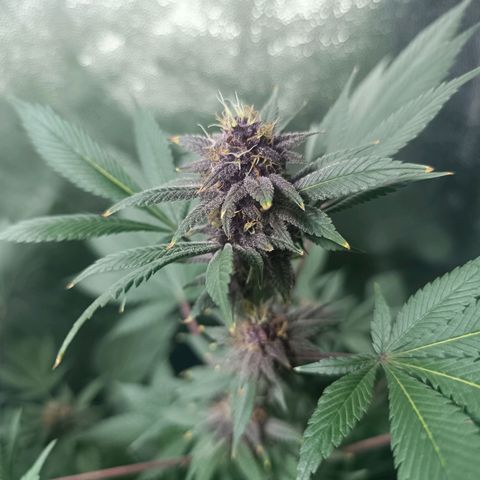 Purple punch EJDM #2 growlog timeline photo