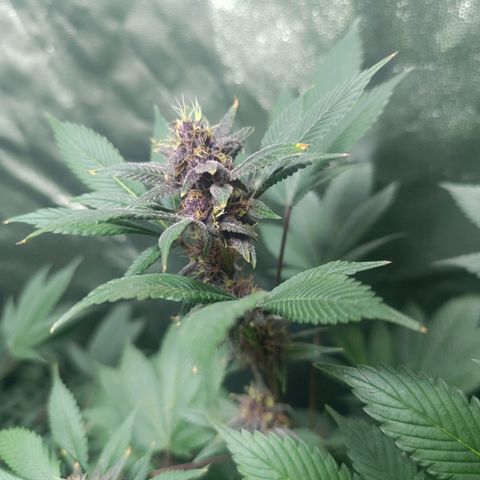 Purple punch EJDM #2 growlog timeline photo