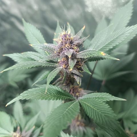 Purple punch EJDM #2 growlog timeline photo