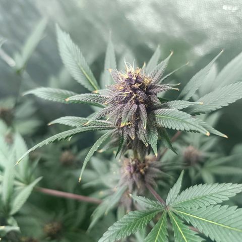 Purple punch EJDM #2 growlog timeline photo