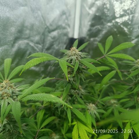 Purple punch EJDM #2 growlog timeline photo