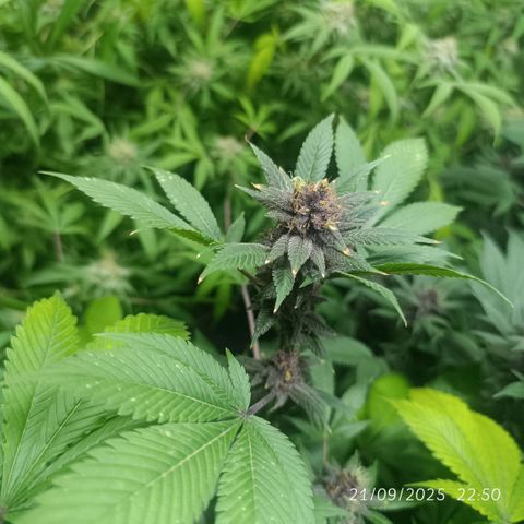 Purple punch EJDM #2 growlog timeline photo