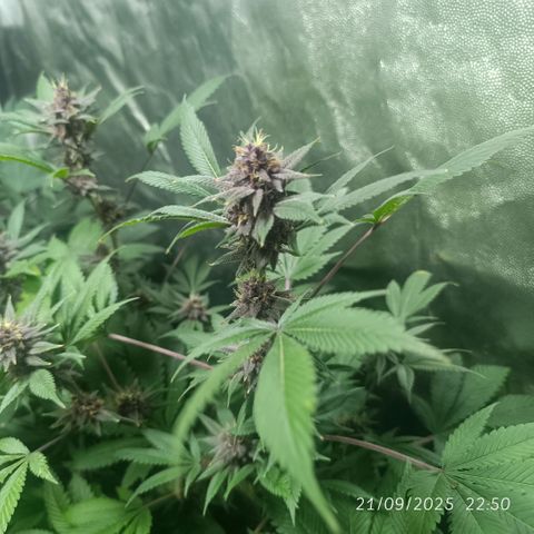 Purple punch EJDM #2 growlog timeline photo