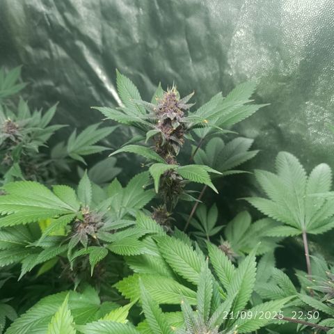 Purple punch EJDM #2 growlog timeline photo