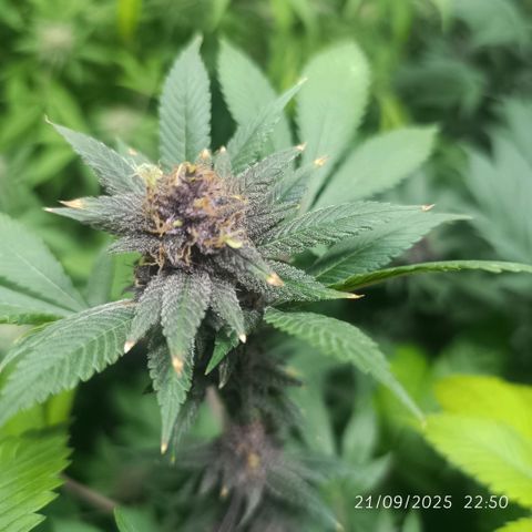 Purple punch EJDM #2 growlog timeline photo