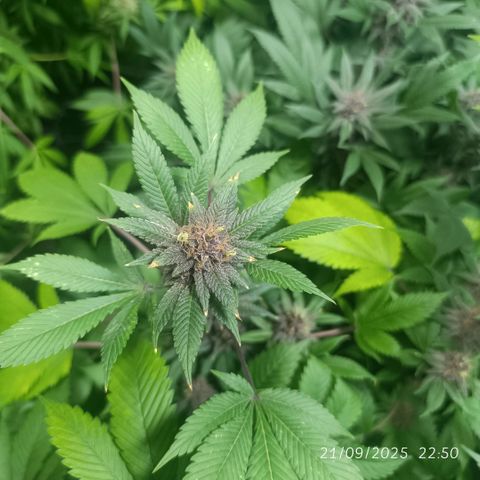 Purple punch EJDM #2 growlog timeline photo