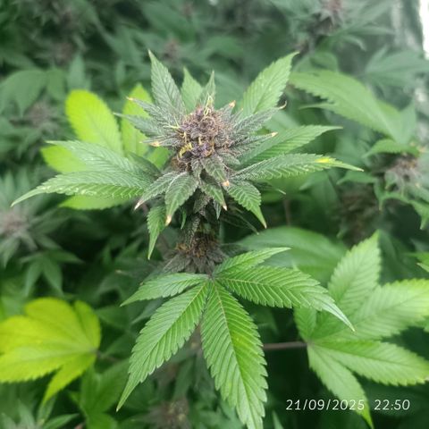 Purple punch EJDM #2 growlog timeline photo