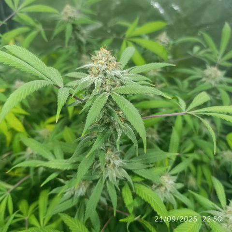 Purple punch EJDM #2 growlog timeline photo