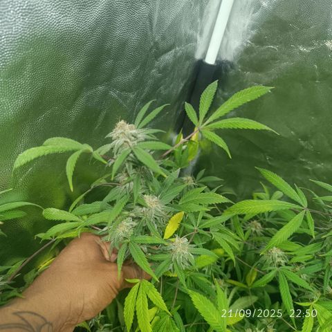Purple punch EJDM #2 growlog timeline photo