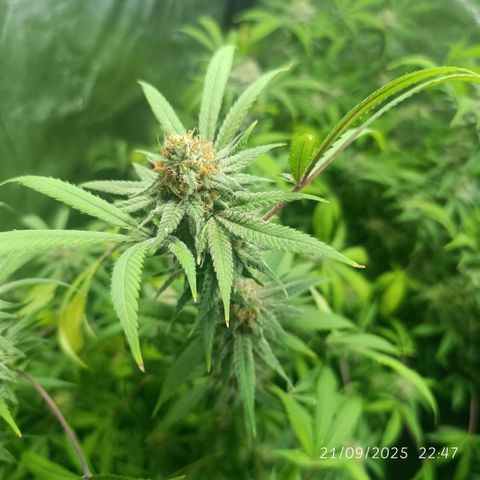 Purple punch EJDM #2 growlog timeline photo
