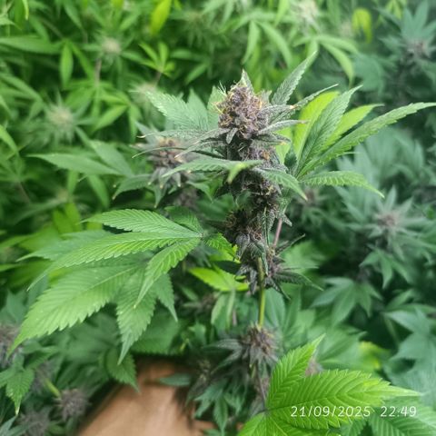 Purple punch EJDM #2 growlog timeline photo